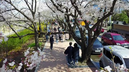 [영상] 봄봄봄, 봄이 왔네요. / YTN