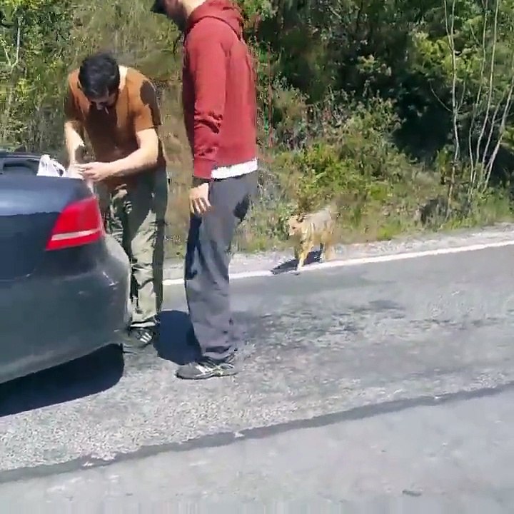 istanbul çatalca'da çakal gören gençler