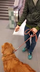 yürüyen merdivenden çok korkan köpek