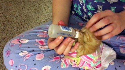 Nice Kitten Bottle Feeding Until EXPLOSION! Haha