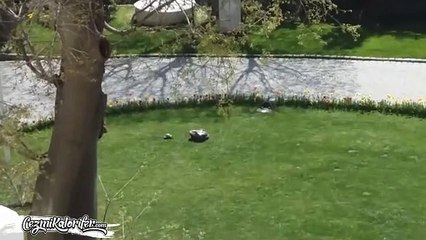 İsveç Konsolosluğundaki Otomatik Çim Biçme Makinesine Aşık Olup Her Gün Peşinden Koşan Mecnun...