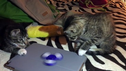 Baby Foster Kittens Love Fidget Spinners too!