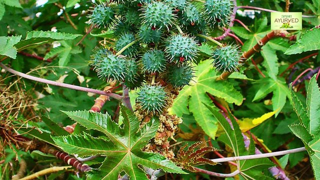 स्तन कैंसर का ईलाज और प्रारम्भिक लक्षण || Ayurvedic Treatment of Breast cancer || Apna Ayurved