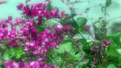 Hoa Đào Năm Trước - Phương Diễm Hạnh