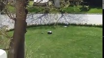 Hafta sonunuzun puanını yükseltecek bir video. İstanbul'da İsveç Konsolosluğu bahçesindeki çim biçme makinesine aşık olan kaplumbağa gün boyu sevdiceğinin peşin