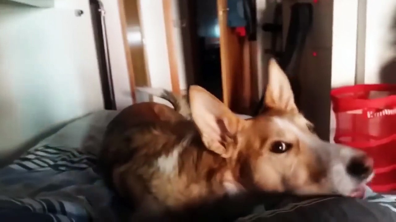 Luis_fonsi_-_Despacito__(Dog_version)