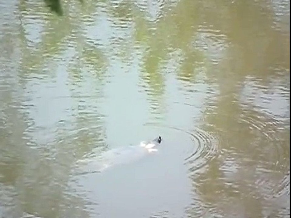 Sundarbans National Park | Glimpse of India