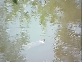 Sundarbans National Park | Glimpse of India