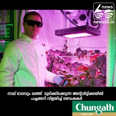 അന്റാര്‍ട്ടിക്കയില്‍ നിന്ന് പച്ചക്കറി...???