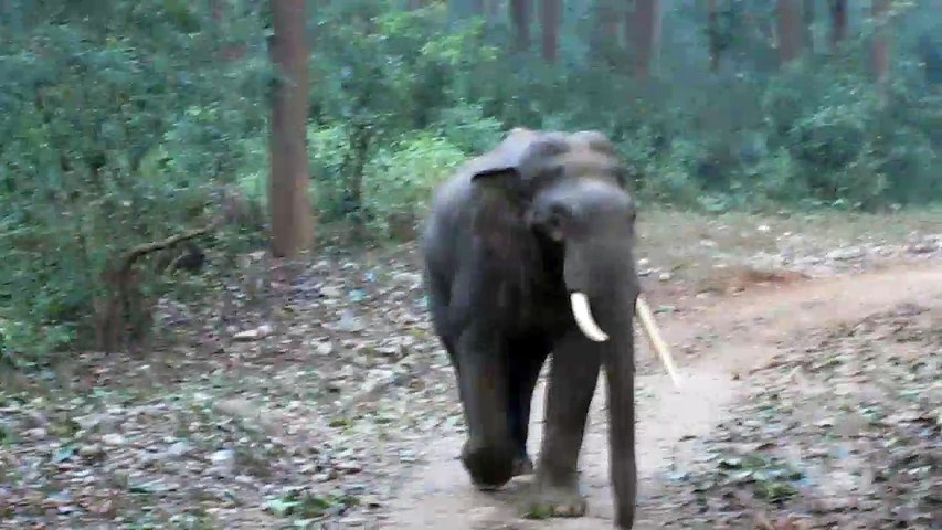 Jim Corbett National Park, Nainital, Uttarakhand