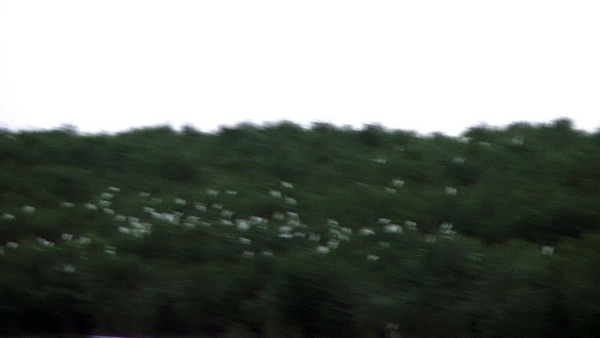 Birds flying in Sundarbans