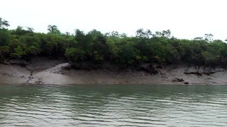 Mangroves way to Dobanki Sundarbans