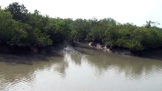 Sundarbans Mangroves