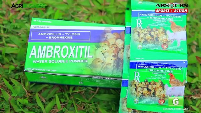 Gamefowl Breeding Part 1 : Red Game Farms Gamefowl Breeding | Agribusiness Philippines