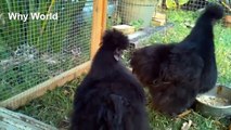 Funny Chickens - Cute Chickens Compilation