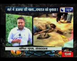 गले में अजगर की माला, यमराज को बुलावा... जानिए अजगर के जानलेवा अटैक का पूरा सच