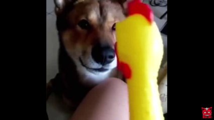 Funny Shrilling chicken with animals   