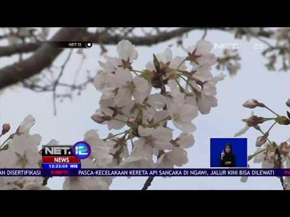 Festival Sakura di Washington Berlangsung Selama 4 Pekan - NET12