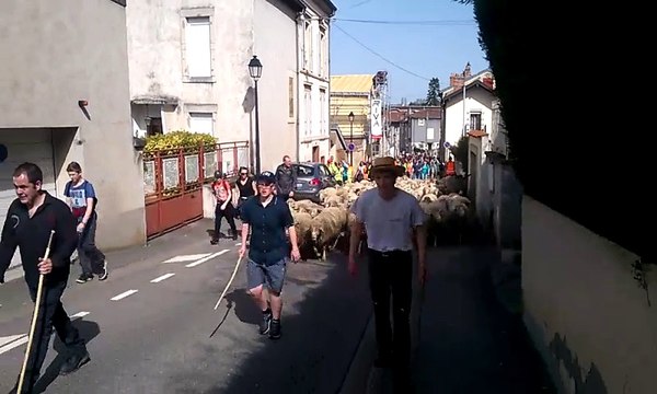 Des milliers de personnes ont accompagné la 10e transhumance des moutons du lycée agricole de Pixérécourt vers le plateau de Malzéville.