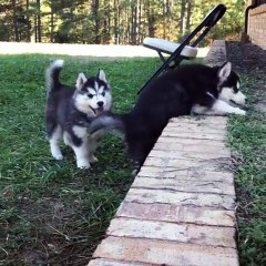 tom funny dogs joking video