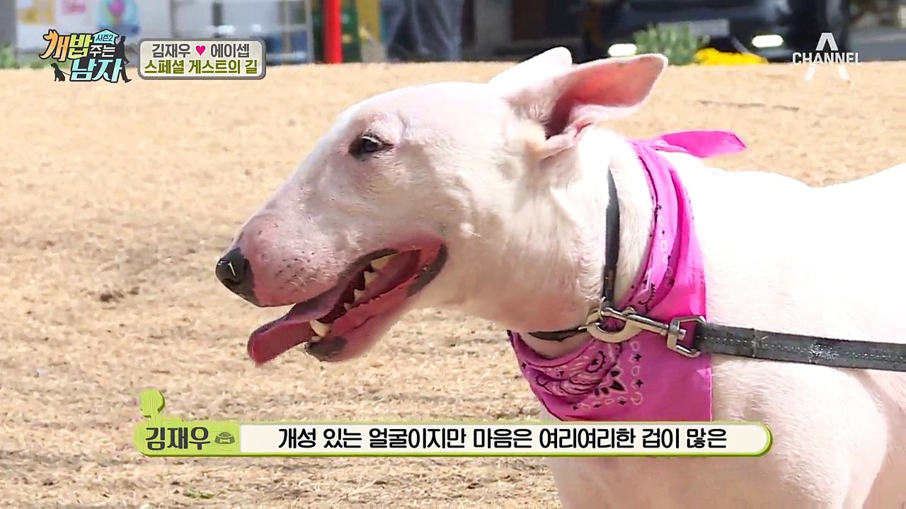 연남동의 명물 불테리어 에이셉! 개그맨 김재우네 반려견이었다?!