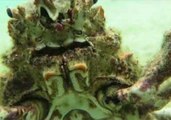 Spider Crab Chases Underwater Camera and Hugs It