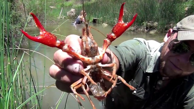 Crawfish Catch N Cook Survival -Hand Caught / Fire Grilled- Crawdads
