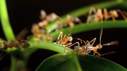 Micro Monsters With David Attenborough S01e07