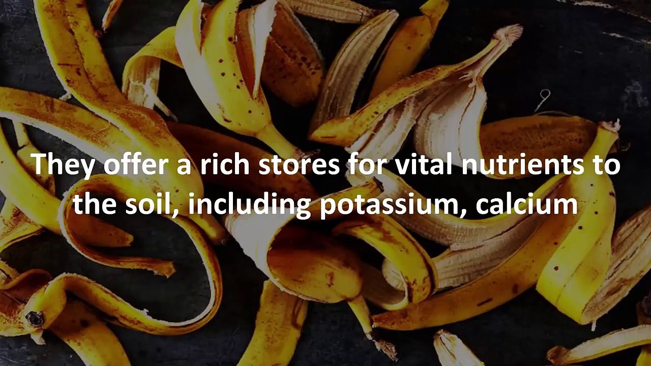 You Will Never Throw Away Banana Peels After Watching This Dailymotion Video