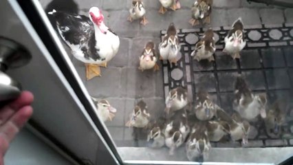 Tout ces canards adorables suivent cet homme à la trace comme si il était leur maman