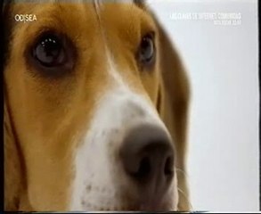 Crisis de ansiedad canina: La terapia de Ozzy