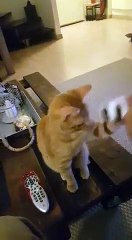 Ruh Hastası Adam ve Yeni Kedisi (Al Sana Bir Mıncık 2)