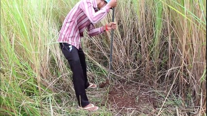 Amazing Man Make Turtle Trap Using Deep Hole In The Forest Can Catch A Lot Of Turtle