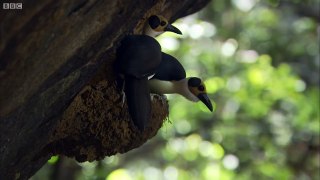 The Birds That Have Lived for 44 Million Years - Africa - BBC