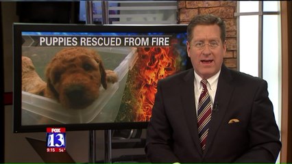 First Responders Save Litter of Puppies from Garage Fire