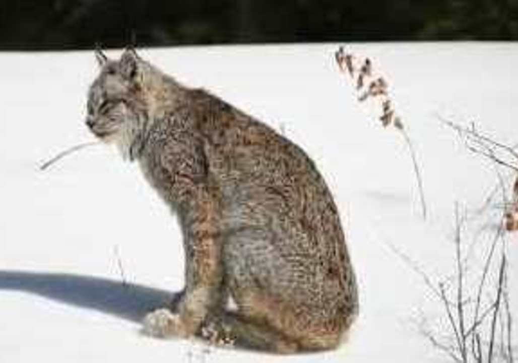Lynx Has Trouble Getting Comfortable in Slippery Northern Ontario Snow