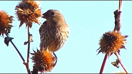 Everything about House Finch in Hindi - Small Pet Bird