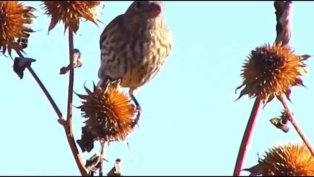 Everything about House Finch in English - Small Pet Bird