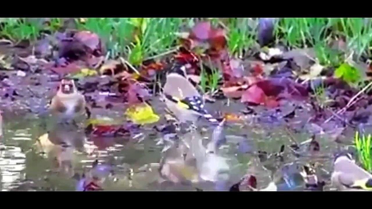 Everything about European Goldfinch in Hindi - Small Pet Bird