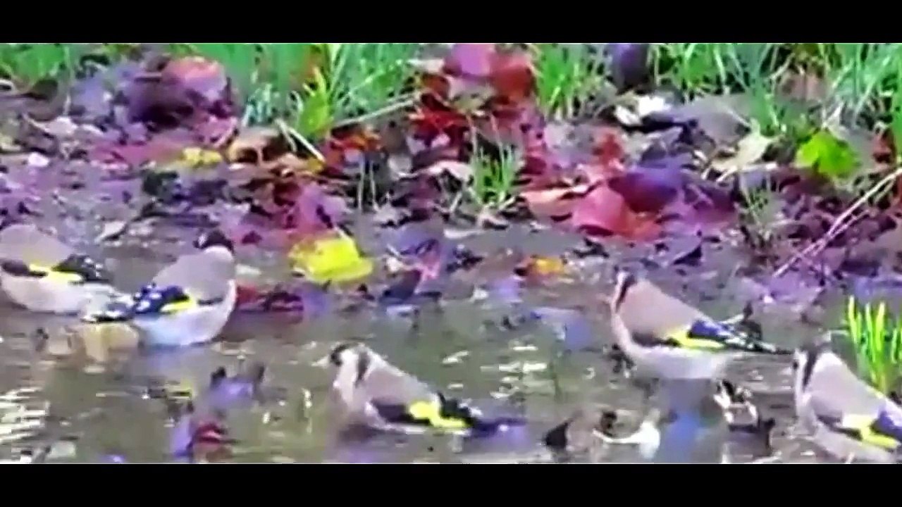 Everything about European Goldfinch in English - Small Pet Bird