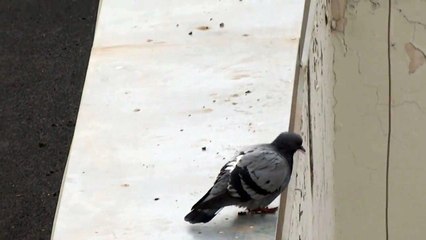 Un pigeon dépressif saute dans le vide