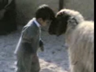 Libyan Kid vs . Sheep