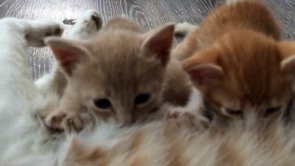 Mommy cat feeding hungry cute kittens poor mama