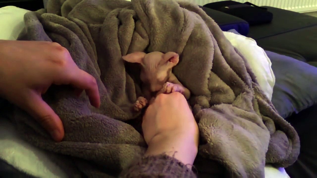 Very funny and cute babycat! Cutest Kitten! Too too cute!