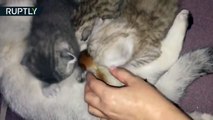 Una gata se convierte en madre adoptiva para una ardilla