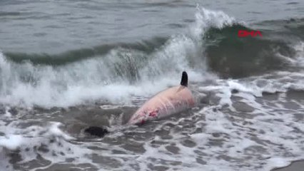 Bartın'da Ateş Edilen İki Yunus Kıyıya Vurdu