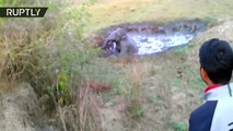 Dramático rescate de un bebé elefante caído a una fosa de fango