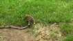 Amazing Hero Rabbit Save Rabbit Baby From Snake Python Hunting   Hero Aniamals Save Another Animals HD