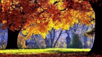 Barış Manço eşek şarkısı