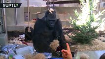 ¡Feliz 'Monidad'! Gorilas reciben regalos en el zoo de Stuttgart